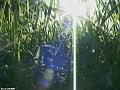 Allonge dans l'herbe